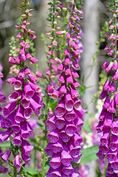 Çiçekli kırmızı yüksükotu, Digitalis purpurea, ormanda