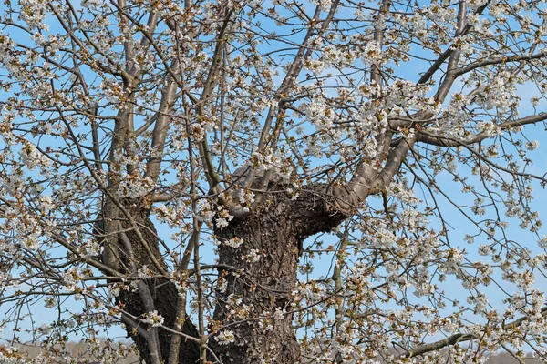 Stare Kwitnące Drzewo Wiśniowe Prunus Avium Wiosną — Zdjęcie stockowe