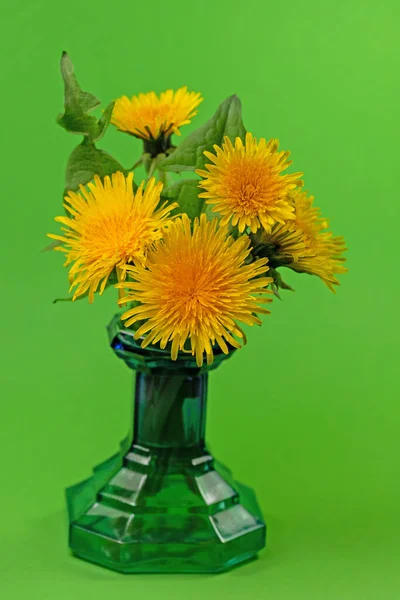 Blooming Dandelions Flower Vase — Stock Photo, Image