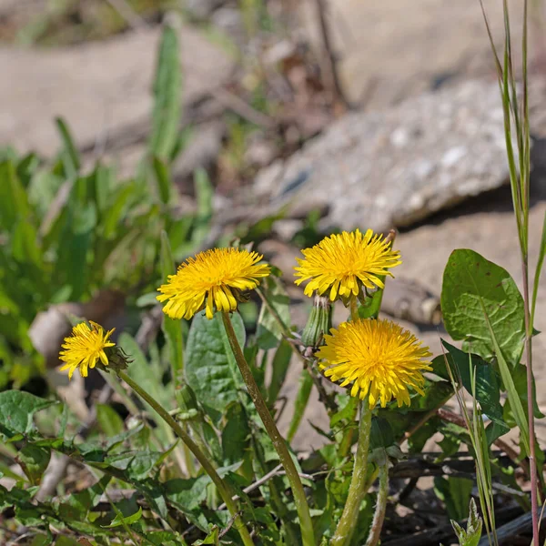 Bloeiende Paardebloemen Taraxacum Tussen Stenen Gewrichten — Stockfoto