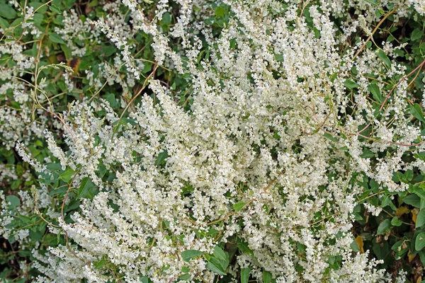 Kvetoucí Plevel Fallopia Aubertii Létě — Stock fotografie