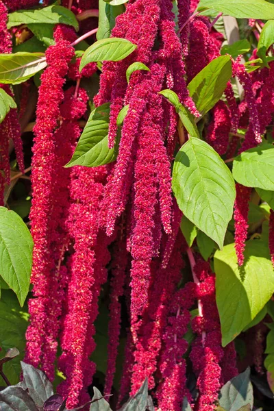 Coda Volpe Giardino Fiorita Amaranthus Caudatus — Foto Stock