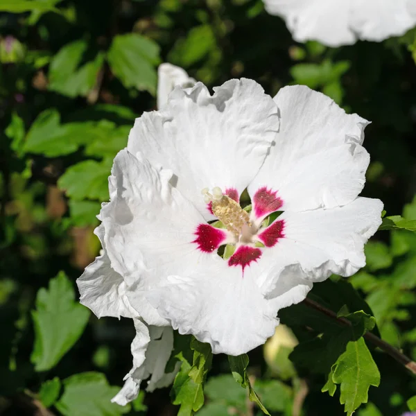 Branco Hibisco Florescendo Close — Fotografia de Stock