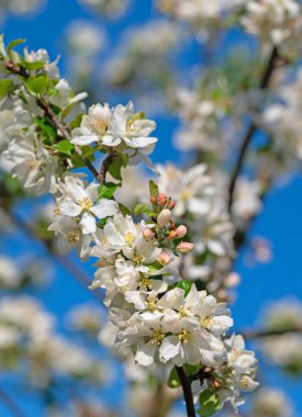 Çiçek açan elma ağacı, Malus, ilkbaharda yakın planda.