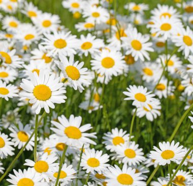 Baharda çiçek açan margueritler, Leucanthemum.
