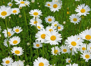 Baharda çiçek açan margueritler, Leucanthemum.