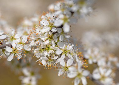 Çiçek açan kara diken, Prunus spinosa, baharda