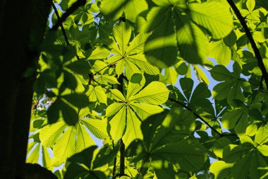 Baharda at kestanesinin genç yaprakları, Aesculus.