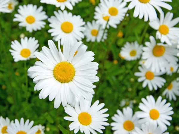 Kwitnące Margeryty Leucanthemum Wiosną — Zdjęcie stockowe