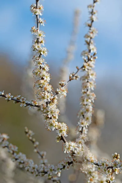 Blooming Blackthorn Prunus Spinosa Spring — Stock Photo, Image