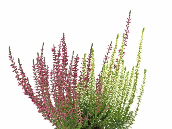 Çiçek açan fundalık beyaz arkaplan