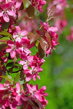 Baharda çiçek açan elma ağacı.