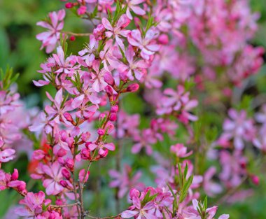 Bahar mevsiminde çiçek açan cüce badem, Prunus tenella