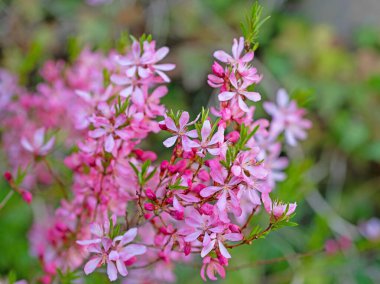 Bahar mevsiminde çiçek açan cüce badem, Prunus tenella