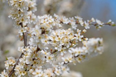 Çiçekli yaban Mirabelle, Prunus cerasifera, ilkbaharda
