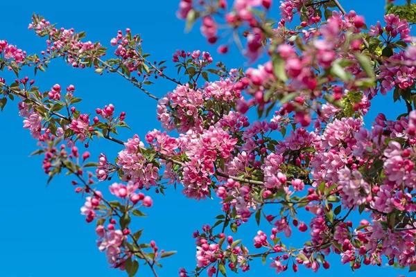 Manzano Ornamental Con Flores Primavera — Foto de Stock