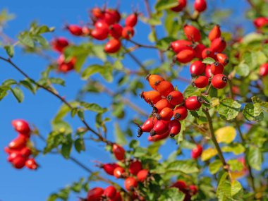 Sonbaharda olgun gül kalçaları, Rosa canina.