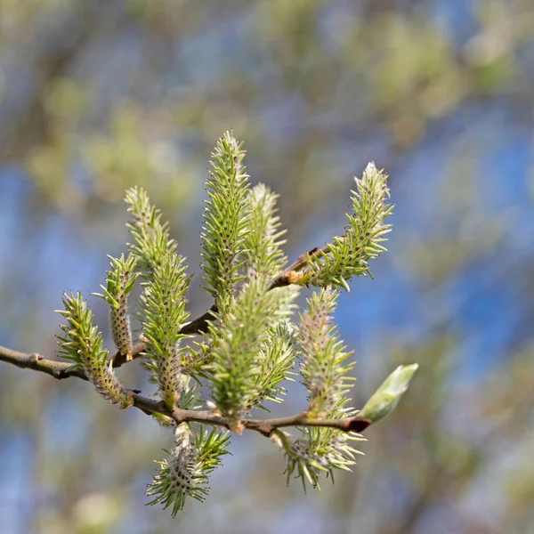 Közönséges Fűzfa Nőivarú Virágai Salix Caprea — Stock Fotó