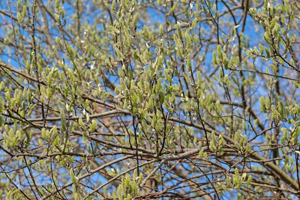 Samičí Květy Vrby Obecné Salix Caprea — Stock fotografie