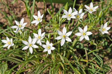 Baharda çiçek açan süt yıldızları, ornithogalum.