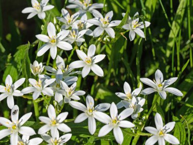 Baharda çiçek açan süt yıldızları, ornithogalum.
