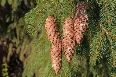 Ağaçta olgun ladin kozalakları