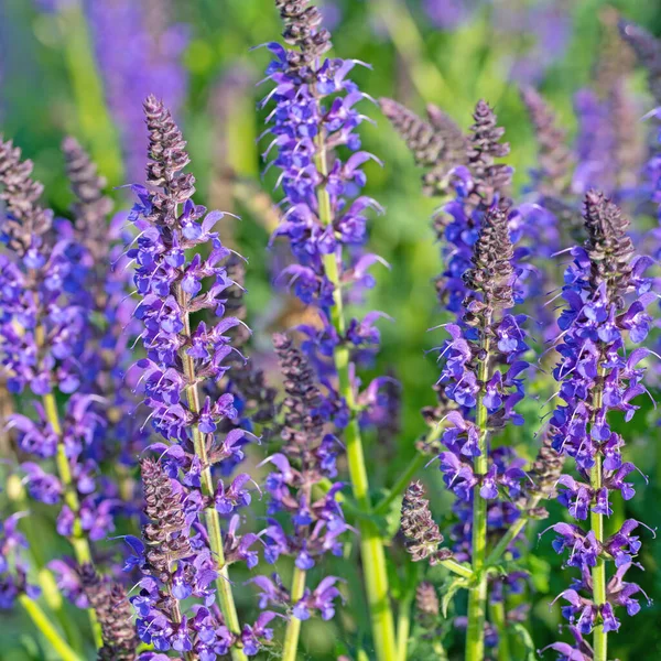 Violette Bloeiende Tuinsalie Salvia Nemorosa Tuin — Stockfoto