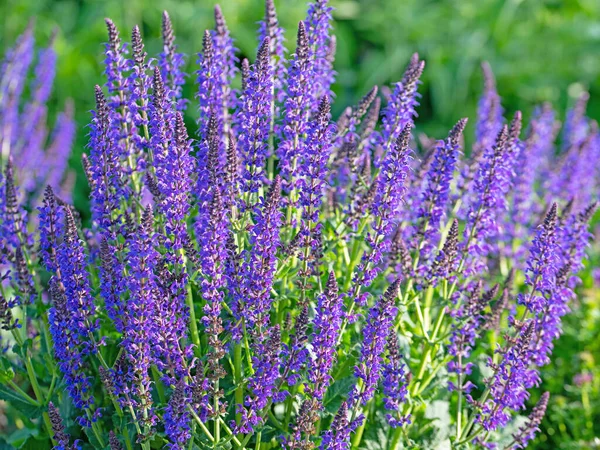 Violet Flowing Garden Sage Salvia Nemorosa Garden — 스톡 사진