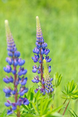 Çiçek açan lupinler, lupinus, baharda.