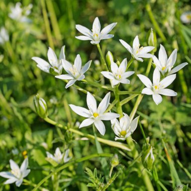 Baharda çiçek açan süt yıldızları, ornithogalum.