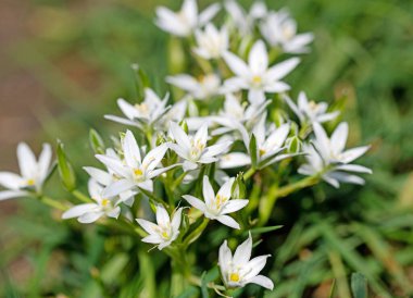Baharda çiçek açan süt yıldızları, ornithogalum.