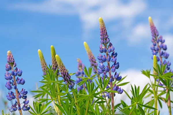 Bloeiende Lupine Lupinus Het Voorjaar — Stockfoto