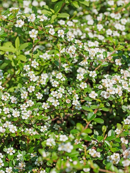 Fleurs Blanches Cotoneaster Printemps — Photo