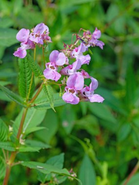Çiçekli salam, Impatiens glandulifera