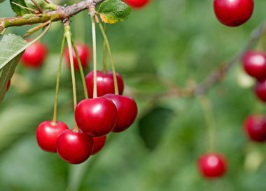 Ağaçta olgun ekşi kirazlar