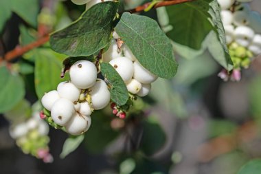 Kar meyveleri, Symphoricarpos