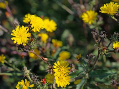 Çiçekli şahin otu, hiyerakyum, yakın plan.