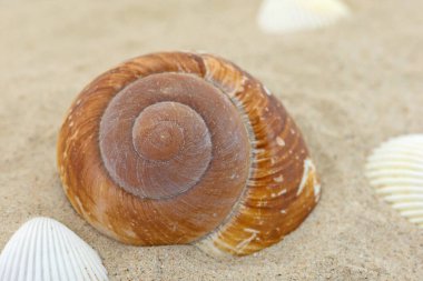 Kumdaki deniz salyangozunun kabuğu