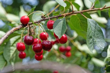 Ağaçta olgun ekşi kirazlar
