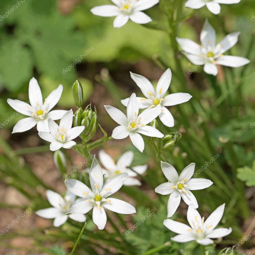Blooming milk stars, ornithogalum, in spring