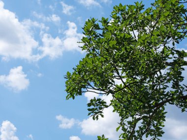 Alman meşesi, Quercus, mavi gökyüzüne ve bulutlara karşı