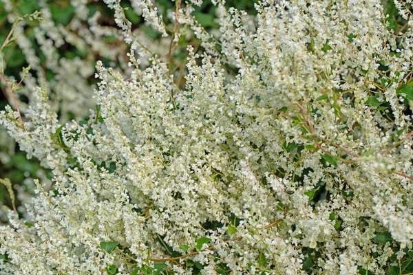 Blooming Knotweed Fallopia Aubertii Summer — Stock Photo, Image