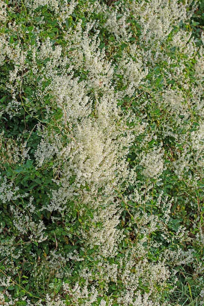 Blühender Knöterich Fallopia Aubertii Sommer — Stockfoto