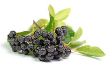 Aronia üzümleri beyaz bir arkaplanda izole edilmiş