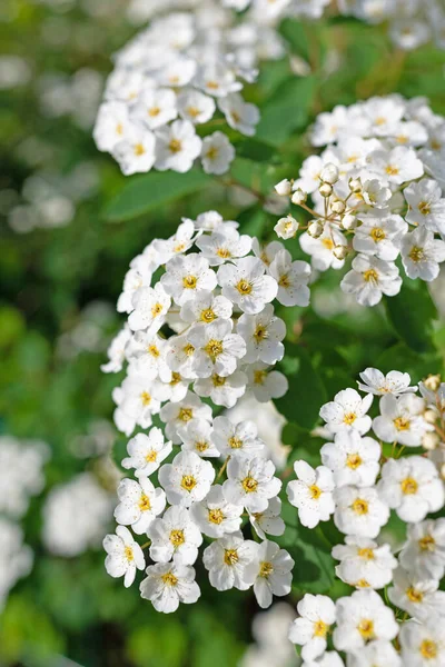 Arbuste Araignée Fleurs Spirée Printemps — Photo