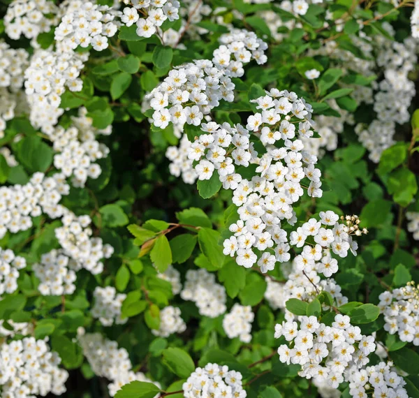 Arbuste Araignée Fleurs Spirée Printemps — Photo