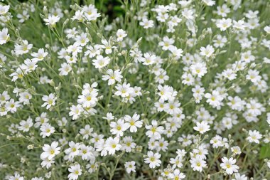Baharda hornwort, Cerastium tomentosum hissettim.