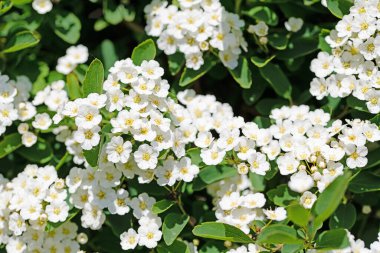 Baharda açan Spier çalısı, spiraea