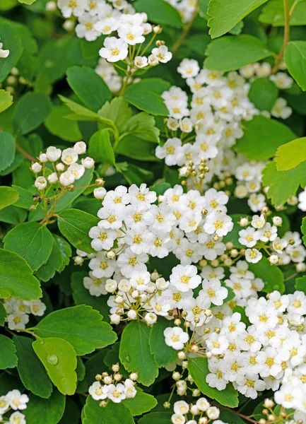 Arbusto Spier Flor Espiraea Primavera —  Fotos de Stock