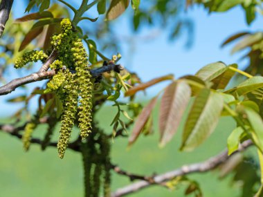 Baharda ceviz ağacından erkek çiçek açar.